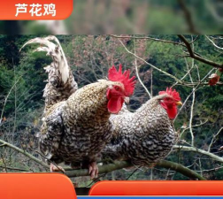 芦花鸡怎么养 芦花鸡怎么养