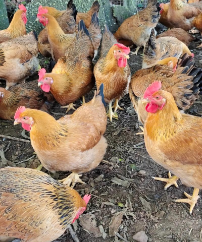 正宗土鸡多少钱一斤 正宗土鸡多少钱一斤