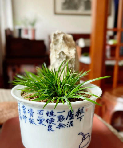 盆景菖蒲多少钱一盆 盆景菖蒲多少钱一盆