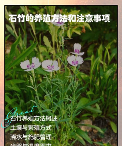 海石竹的养殖方法和注意事项 海石竹的养殖方法和注意事项