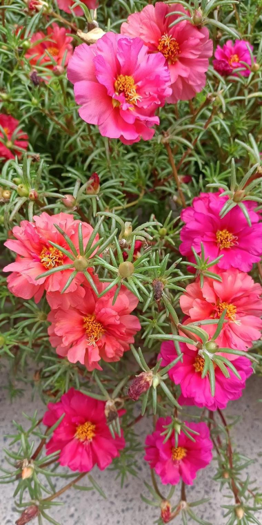 喜阳不怕晒的植物 喜阳不怕晒的植物