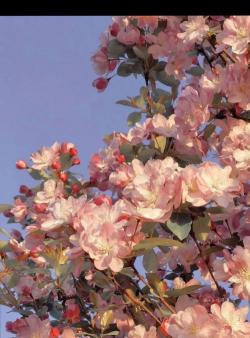 楚晚宁海棠花品种 楚晚宁海棠花品种