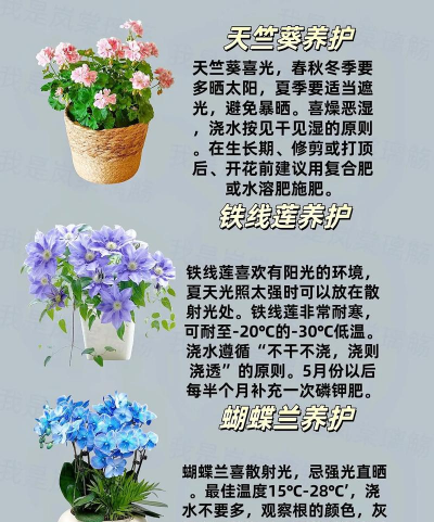 夏天适合养什么花草 夏天适合养什么花草
