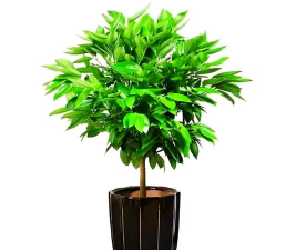 平安树多少钱一棵正常 平安树多少钱一棵正常