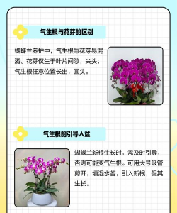 蝴蝶兰生根好方法 蝴蝶兰生根好方法