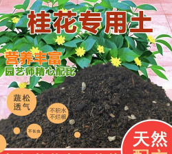 桂花树栽培用什么土 桂花树栽培用什么土