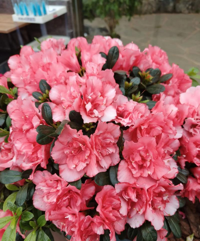 杜鹃花有多少品种 杜鹃花有多少品种