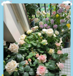 花月夜的家庭养殖方法和注意事项 花月夜的家庭养殖方法和注意事项