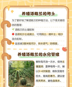 如何养殖酒瓶兰 如何养殖酒瓶兰