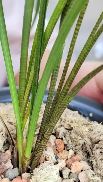 豆瓣兰与春兰的区别 豆瓣兰与春兰的区别