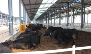 武汉种猪场有哪些 武汉种猪场有哪些