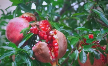 石榴裂果的原因及解决方法 石榴裂果的原因及解决方法