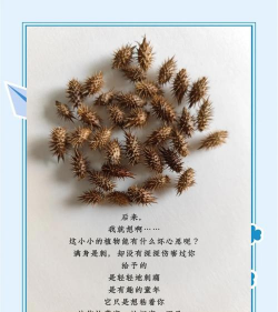 什么的苍耳 什么的苍耳