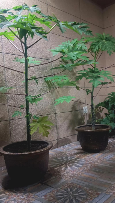 木瓜树怎么养容易结果 木瓜树怎么养容易结果