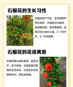 石榴花像什么 石榴花像什么
