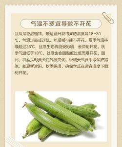 丝瓜为什么不开花不结果 丝瓜为什么不开花不结果