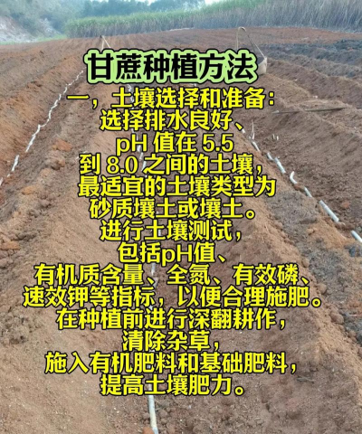 甘蔗籽怎么种植 甘蔗籽怎么种植