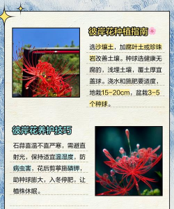 彼岸花如何种植方法 彼岸花如何种植方法