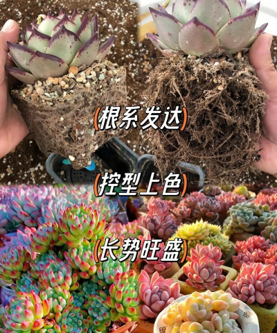 多肉植物需要什么土壤 多肉植物需要什么土壤