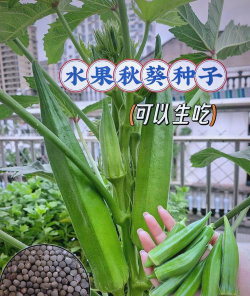 秋葵什么时候播种 秋葵什么时候播种