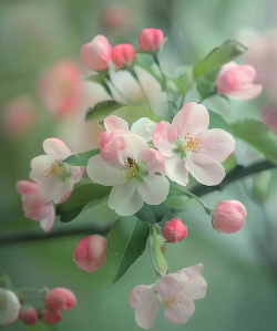 春天的花有什么 春天的花有什么