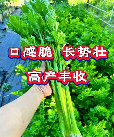如何在阳台种植芹菜 如何在阳台种植芹菜