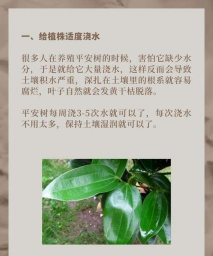 平安树为什么落叶 平安树为什么落叶