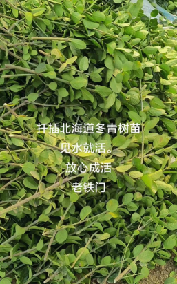 冬青树如何栽培 冬青树如何栽培