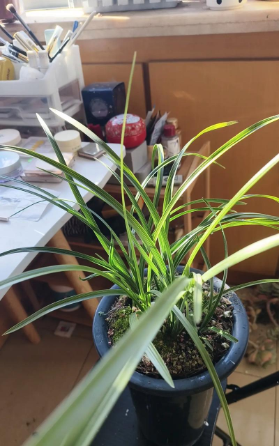 素心兰一盆大概多少钱 素心兰一盆大概多少钱