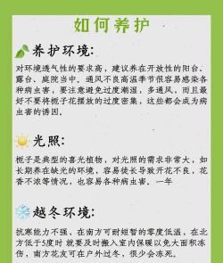 枝子花如何养好 枝子花如何养好