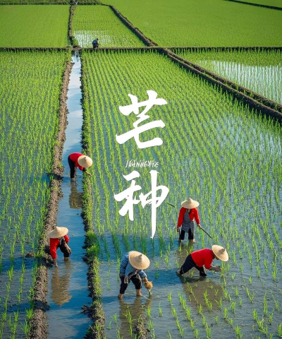 芒种时节可以种植哪种作物 芒种时节可以种植哪种作物