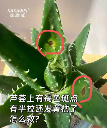 芦荟为什么出现黑斑 芦荟为什么出现黑斑