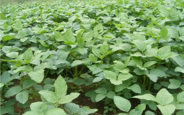 大豆开花期可以喷叶面肥吗 大豆开花期可以喷叶面肥吗