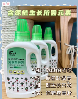 仙人掌如何养殖 仙人掌如何养殖