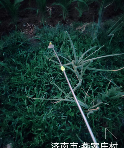 打过莠去津的地下茬能种什么 打过莠去津的地下茬能种什么