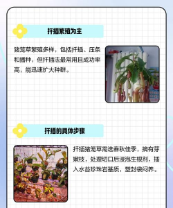 猪笼草如何驯养 猪笼草如何驯养