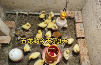 鸭子育雏温度是多少啊 鸭子育雏温度是多少啊