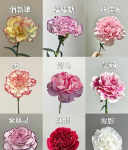 康乃馨花什么价格 康乃馨花什么价格