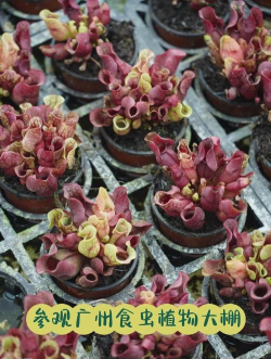 瓶子草为什么能吃虫子 瓶子草为什么能吃虫子