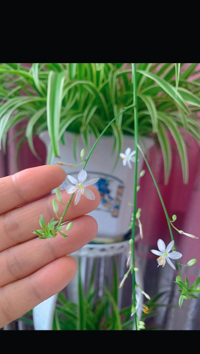 什么土适合吊兰 什么土适合吊兰