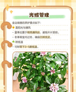 金边瑞香如何地栽 金边瑞香如何地栽