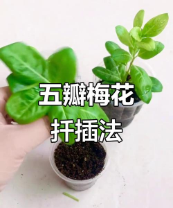 长春花如何扦插 长春花如何扦插