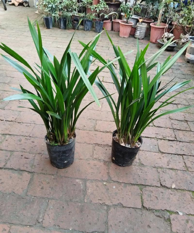 墨兰叶子如何绿 墨兰叶子如何绿