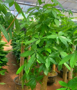 养殖什么树最好 养殖什么树最好