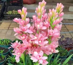 晚香玉施什么肥 晚香玉施什么肥