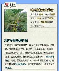 无花果叶子枯黄为什么 无花果叶子枯黄为什么