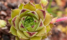 多肉长生草,石头缝里都能长,零下20度冻不坏! 多肉长生草,石头缝里都能长,零下20度冻不坏!