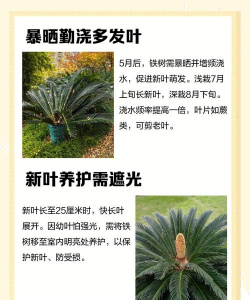 夏天如何养好铁树 夏天如何养好铁树