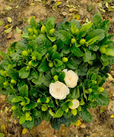 栀子花9月份开花吗 栀子花9月份开花吗