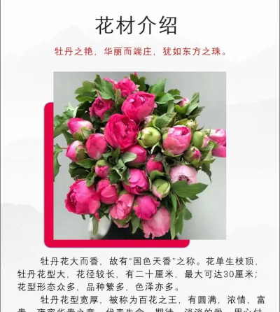牡丹花的习性 牡丹花的习性